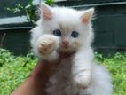 Persian kittens