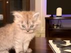 Persian Kittens