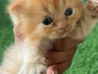 Persian Kittens