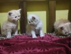 Persian Kittens