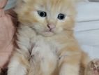 Persian Kittens