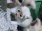 Persian Kittens