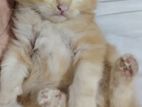 Persian kittens