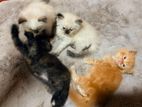 Persian Kittens