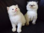 Persian Kittens