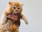 Persian Kittens