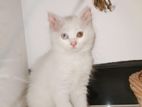 Persian Kittens