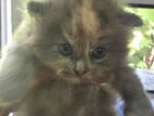 Persian Kittens