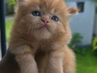 Persian Kittens