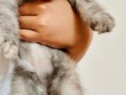 Persian Kittens