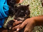 Persian Kittens