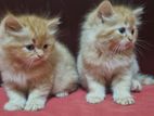 Persian Kittens