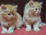 Persian Kittens