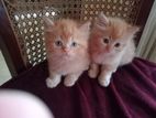 Persian Kittens