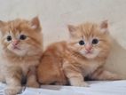 Persian Kittens