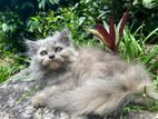 Persian Kittens