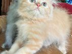 Persian Kittens