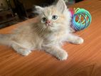 Persian Kittens
