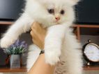 Persian Kittens