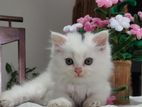 Persian Kittens