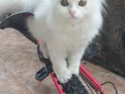 Persian Kittens