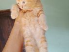 Persian Kittens