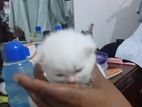 Persian Kittens