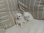 Persian Kittens