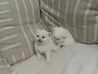Persian Kittens