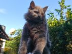 Persian Kittens