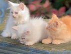 Persian Kittens