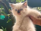 Persian Kittens