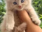Persian Kittens