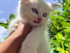 persian kittens