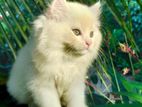 Persian Kittens