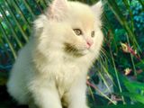 Persian Kittens