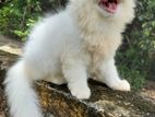 Persian Kittens