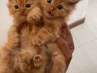 Persian Kittens