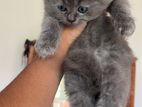 Persian Kitten