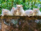 Persian Kittens