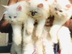 Persian Kittens