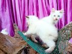 persian kittens