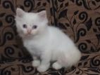 Persian Kittens