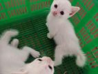 Persian Kittens