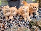 Persian kittens