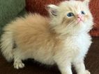 Persian Kittens