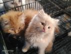 Persian Kittens