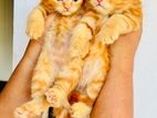 Persian Kittens