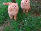 Persian kittens