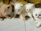 Persian Kittens